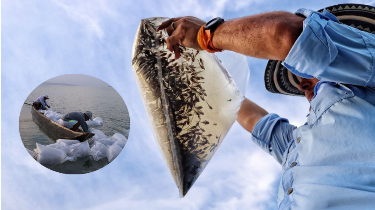 Salvavidas a la pesca artesanal en el Atlántico: siembran 1.5 millones de alevinos de bocachicos en las ciénagas