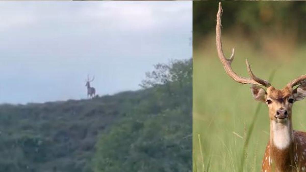 Puerto Triunfo'daki Asya Deer'ten Avista Manada, görünüşe göre Pablo Escobar Estate'ten