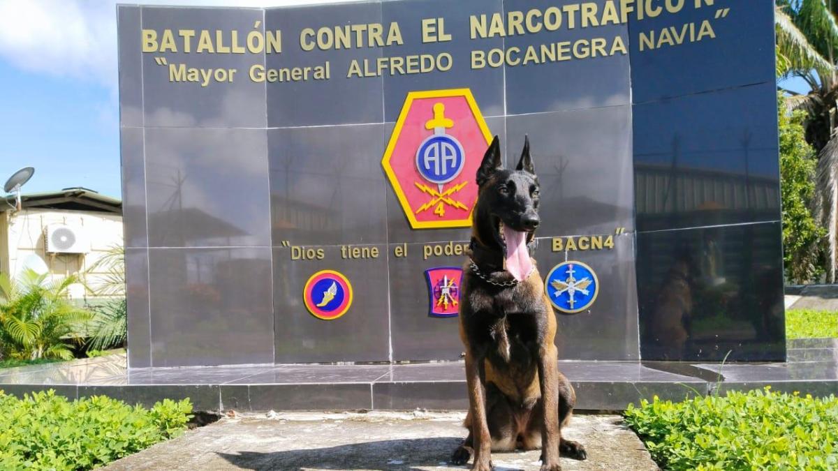 Daga, Nariño'da neredeyse yarım ton kokain tespit eden dört bacaklı kahraman