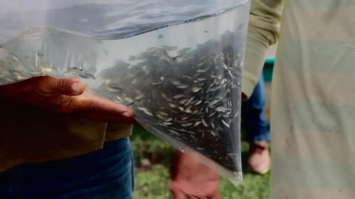Atlántico: siembran 400.000 bocachicos en el embalse del Guájaro para reactivar la pesca artesanal y fortalecer la seguridad alimentaria de pescadores