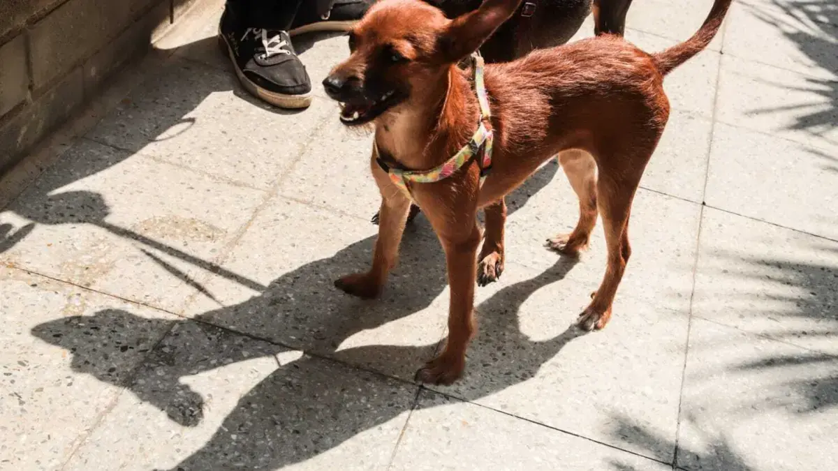 'En cajas, costales y amarrados a postes': el desgarrador panorama abandono de mascotas en las puertas del Centro de Bienestar Animal de Cali