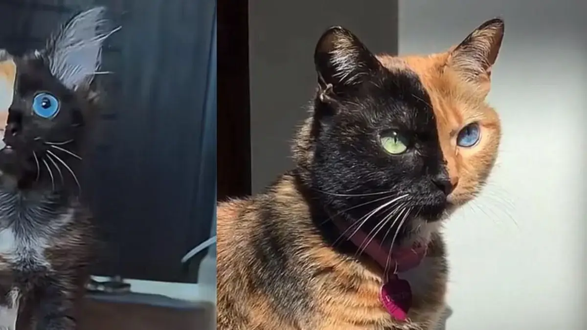 El gato con rostro bicolor que se volvió viral: qué es el quimerismo felino y cómo se produce