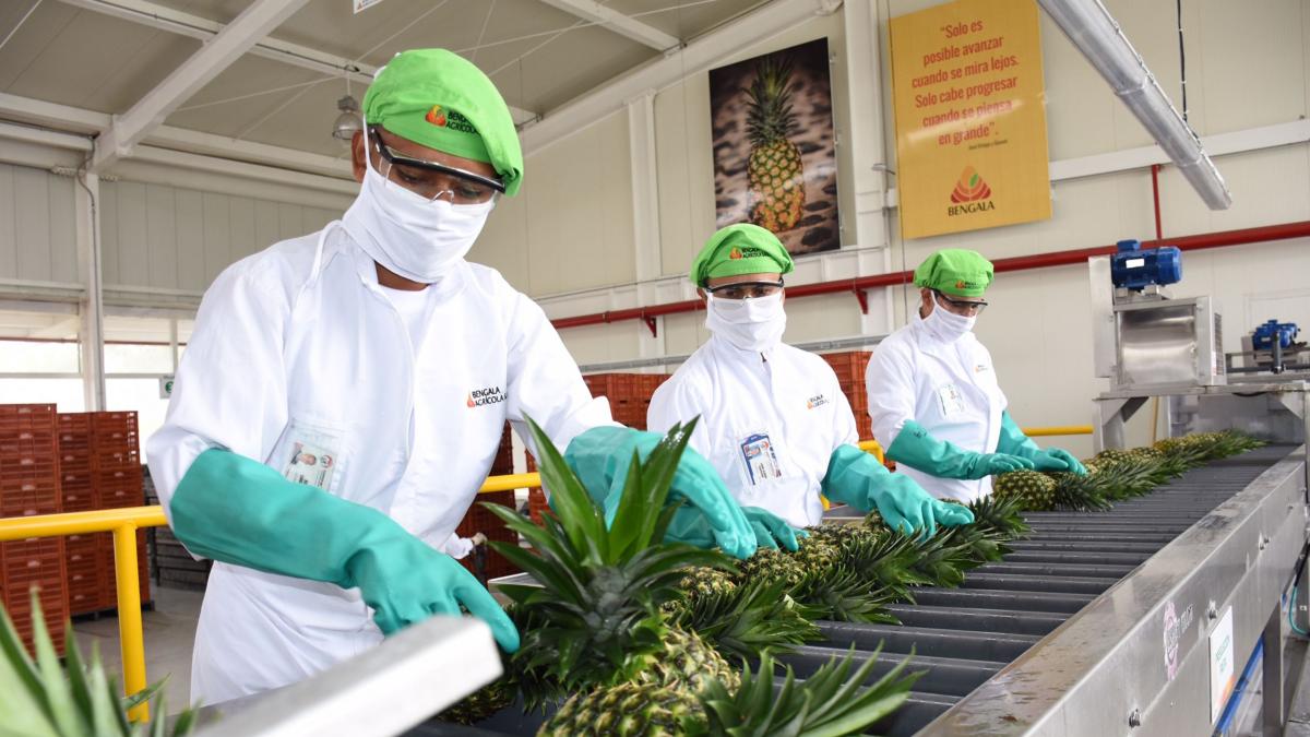Empresa colombiana que vende más piña al mundo