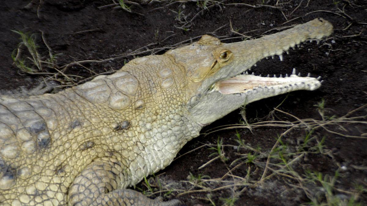 Florida: terror por el caimán que deambula por un famoso barrio