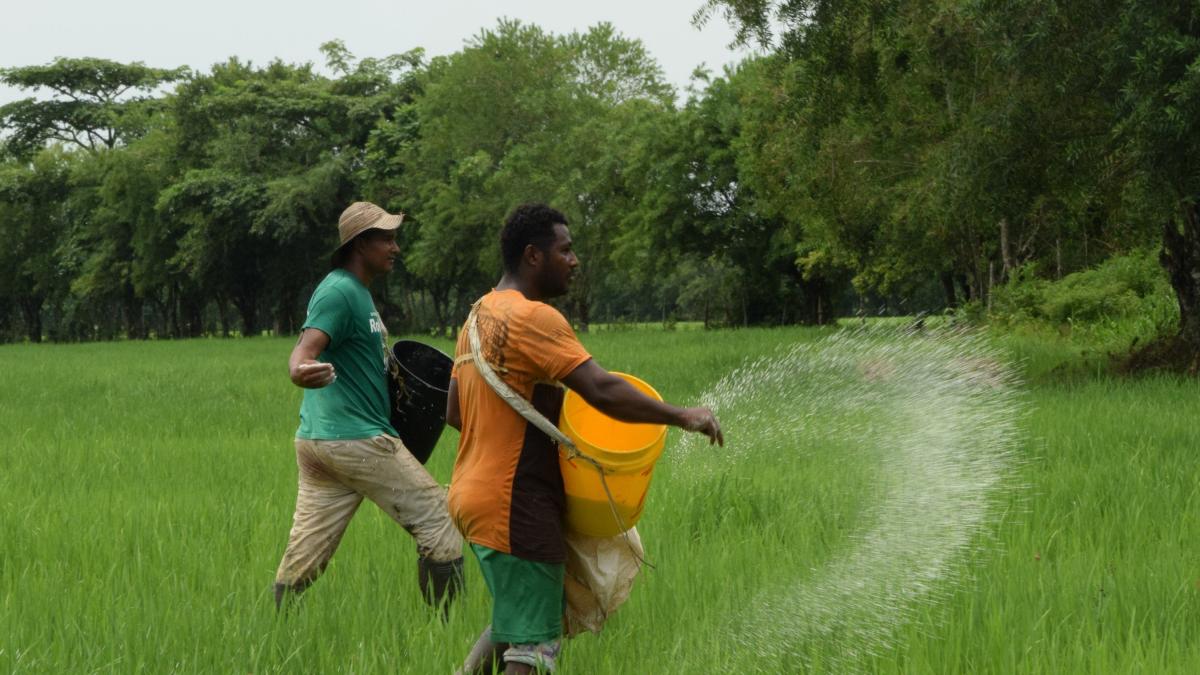 Cada vez hay menos arroceros en Colombia, según cifras reportadas por el Dane