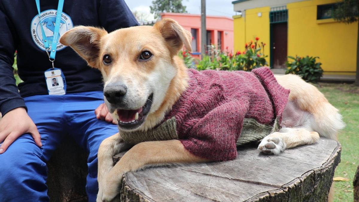 El multimillonario mercado de mascotas que es manejado por 2.000 empresas en Bogotá 