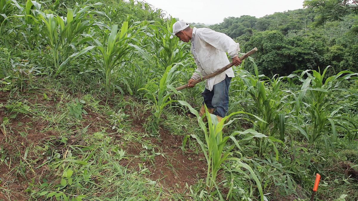 Cerealeros alertan por pérdidas ante retraso en el reconocimiento de las cadenas de maíz y soya por parte del Gobierno