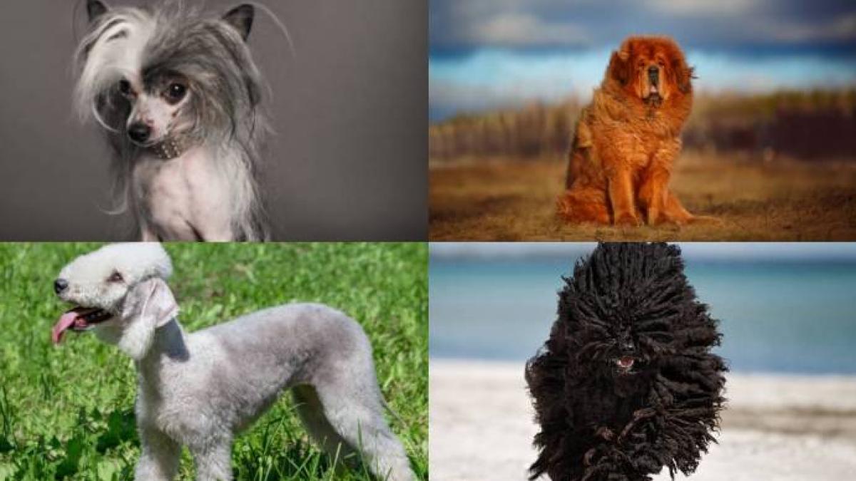 Razas De Perros Inusuales