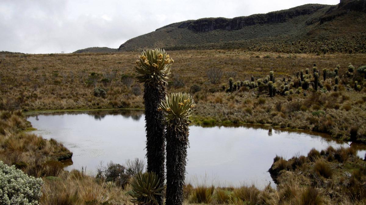 Congresistas del Eje Cafetero le pidieron al Presidente Petro desistir de la entrega de tierras a indígenas Misak en el Parque Nevados