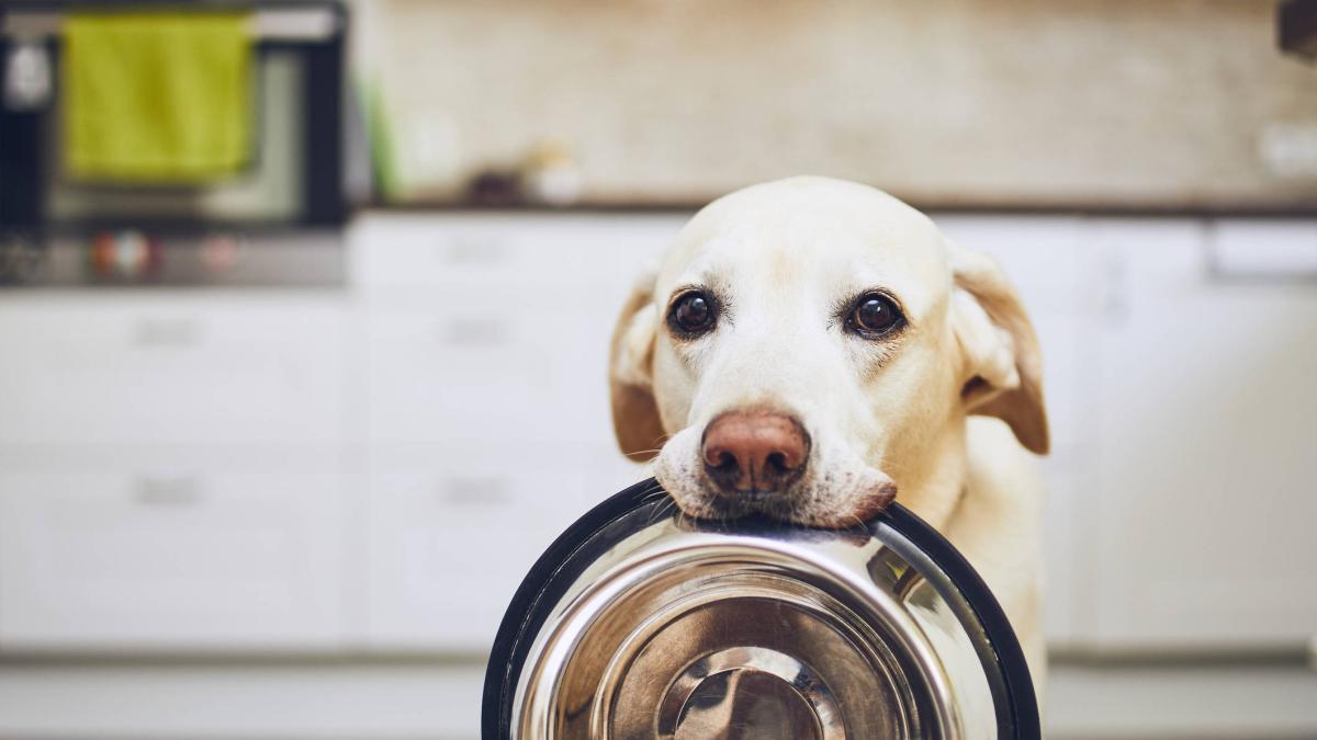 Los alimentos de humano que podrían engordar a su perro y no lo sabía: estudio