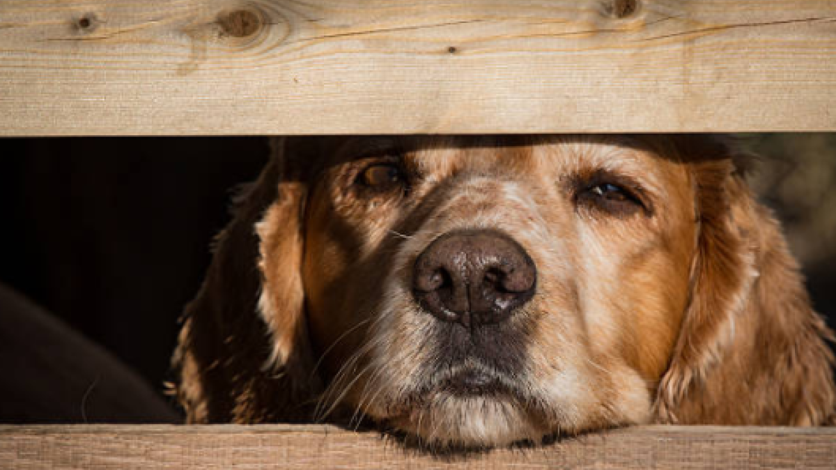 Sexo con animales: estas son las enfermedades más comunes