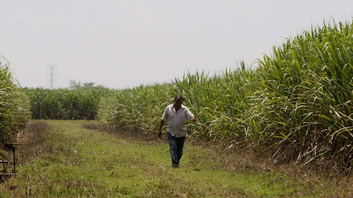 Trabajador de ingenio azucarero en el Valle está gravemente herido, tras ataque con disparos, al parecer, en un robo: Asocaña rechazó nuevo atentado