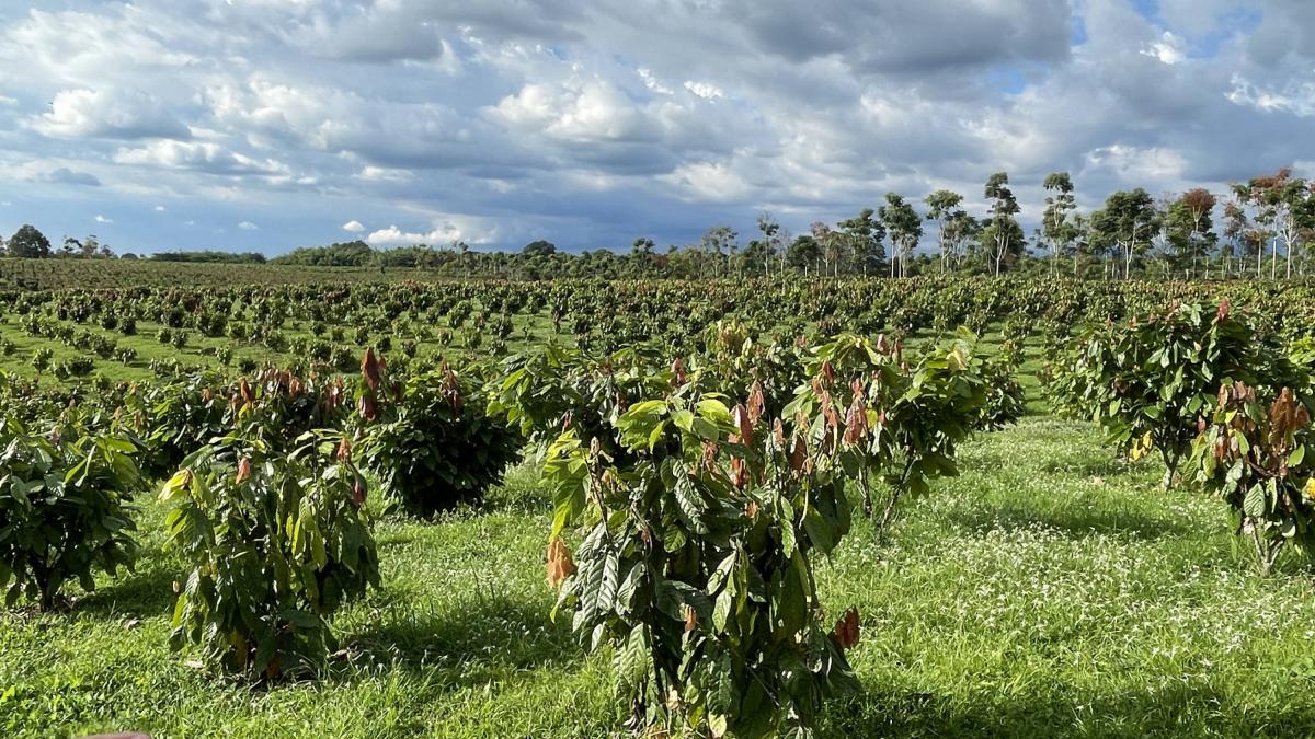 Van más de 25.000 hectáreas de coca reemplazas por cacao en este gobierno