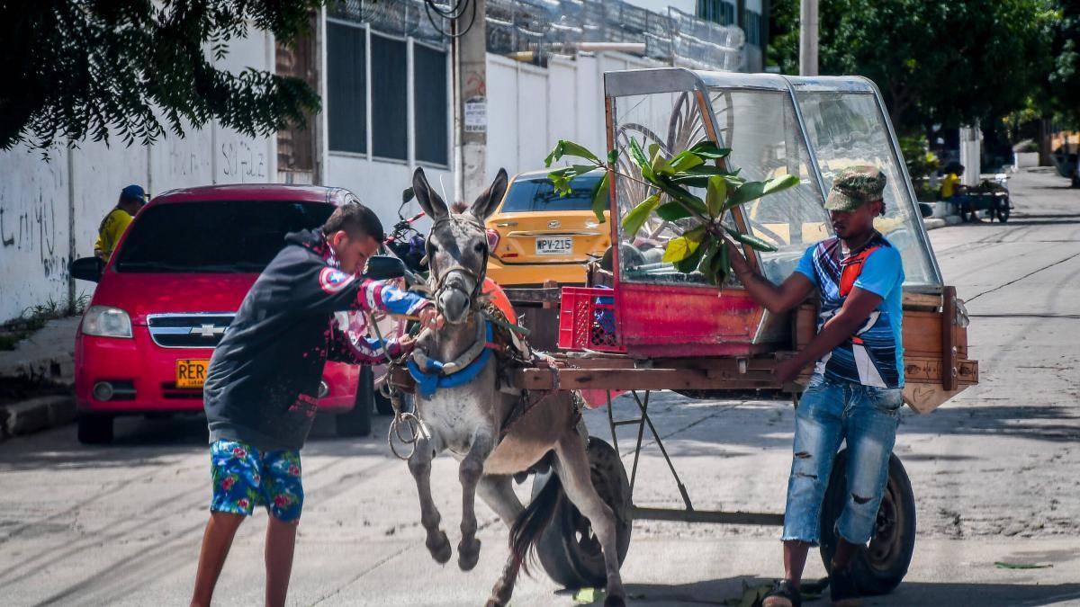 Los 5 puntos clave del decreto que prohíbe los ‘carros de mula’ o vehículos de tracción animal en Barranquilla: ¿cuáles son las sanciones?