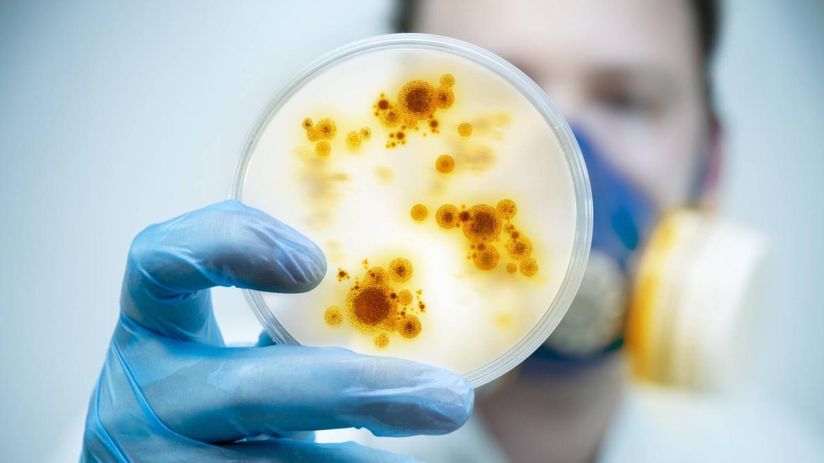 Alerta en Florida por bacteria que azota al estado: tenga cuidado con estos alimentos