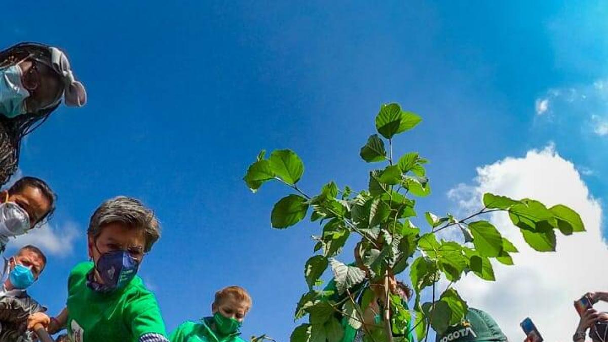 Denuncian demoras y abandono de árboles que ha sembrado la CVC en el Valle del Cauca 