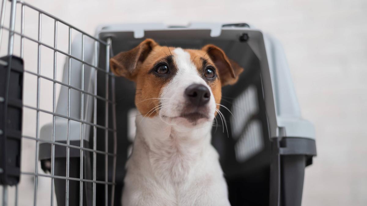 Estados Unidos modificó requisitos para viajar con perros: estas son las nuevas reglas