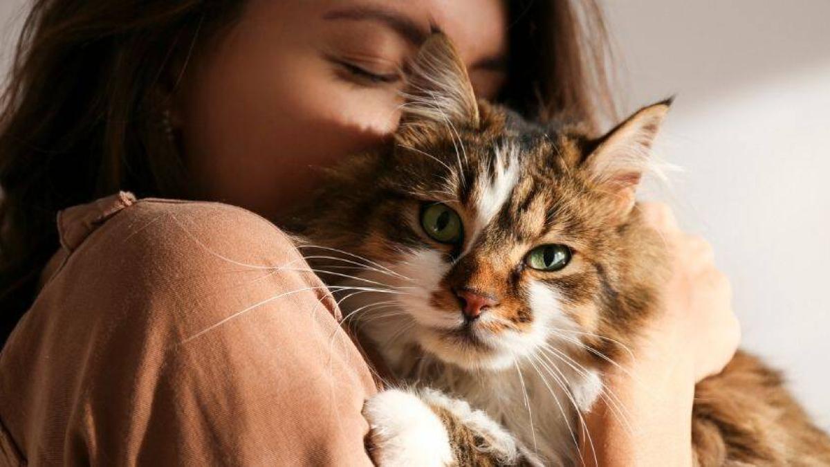 Lo que debe evitar hacer si tiene un gato en casa