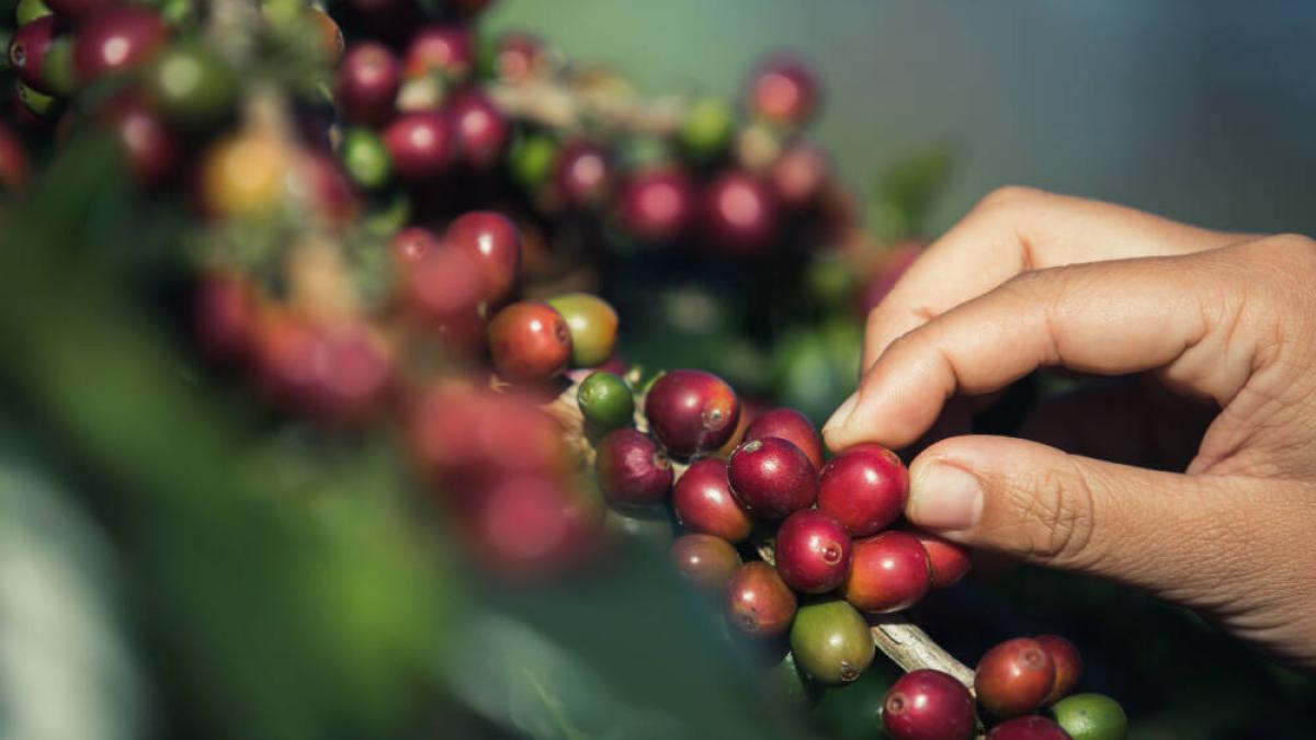 Después de varios récords, ¿hay espacio para que el café suba más?