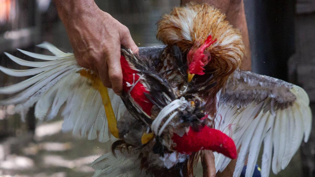 Se conocen las identidades de tres de los cuatro muertos que dejó acto de intolerancia en Isla Fuerte, Cartagena