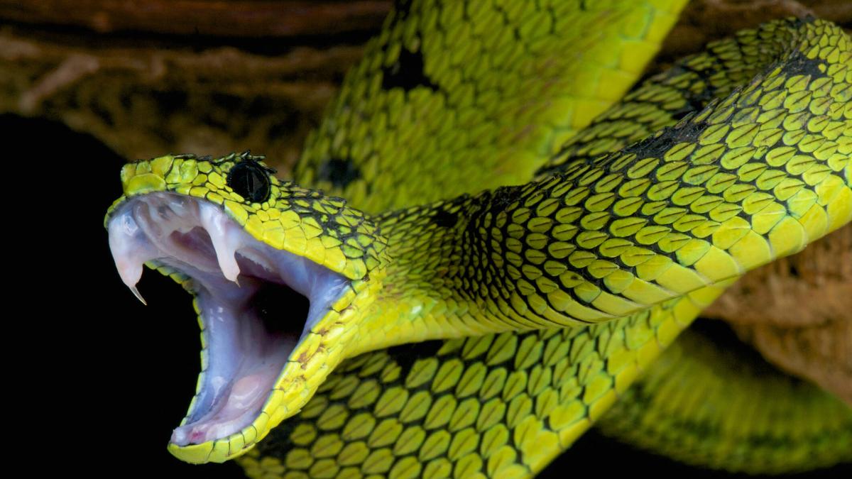 California: ¿qué hacer si me muerde una serpiente en una de las rutas de senderismo?