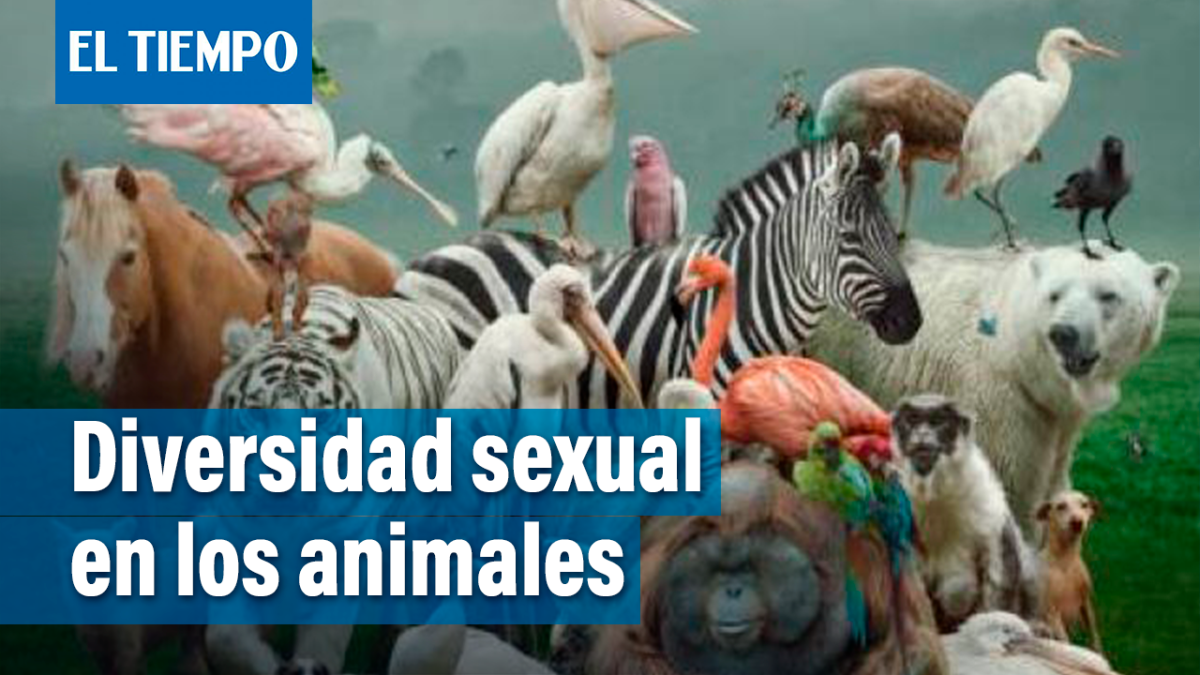 Diversidad sexual en los animales