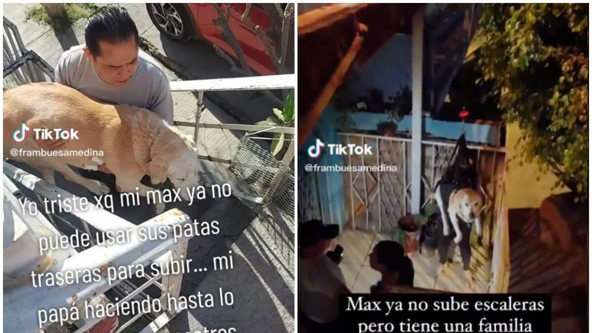 Familia inventa arnés para ayudar a su perrito que no puede subir escaleras
