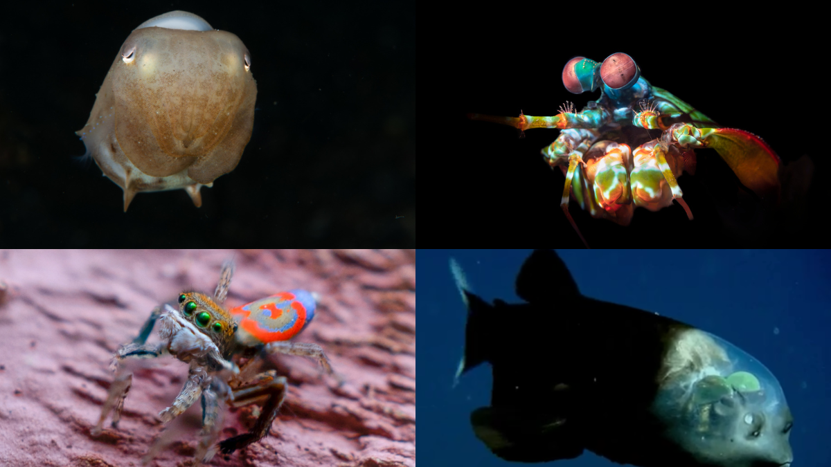 Animales raros: la lista de las criaturas más extrañas del planeta