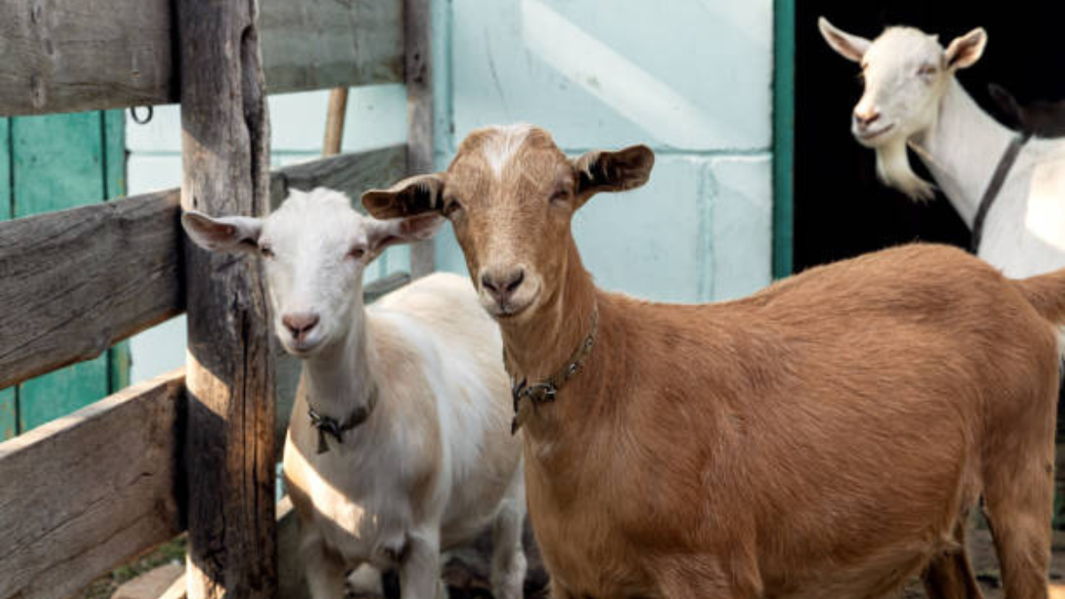 Cleaning Employee Was Arrested For Sexually Assaulting A Goat At The 