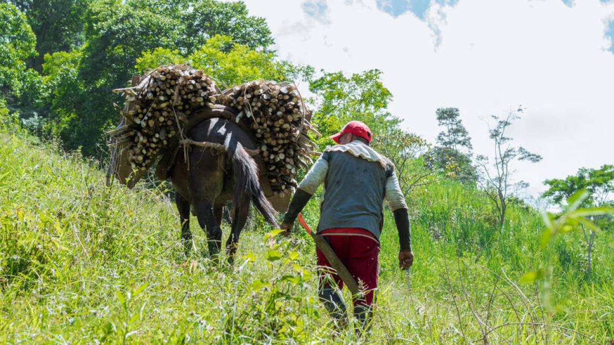 Comunidades indígenas, afrocolombianas y campesinas del Cauca recibirán tierras productivas tras acuerdo con ingenios azucareros