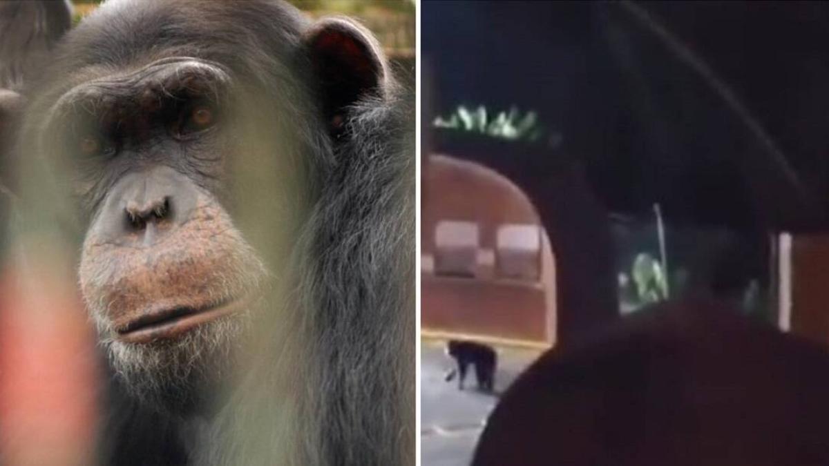 Pancho y Chita, sin justicia: caso de chimpancés que dejaron escapar de su hábitat en Pereira y fueron sacrificados sigue impune