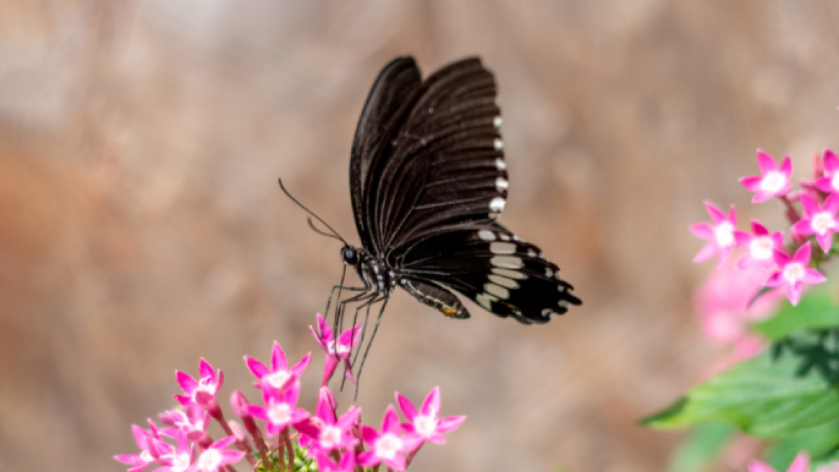 Qué significado tienen las mariposas negras