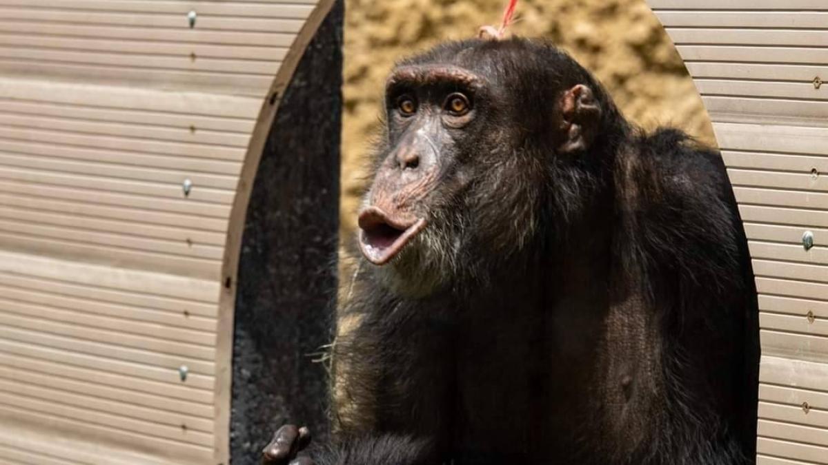 Luz verde para que el chimpancé Yoko, del parque Ukumarí, en Pereira, sea trasladado a Brasil: falta la aprobación en Colombia