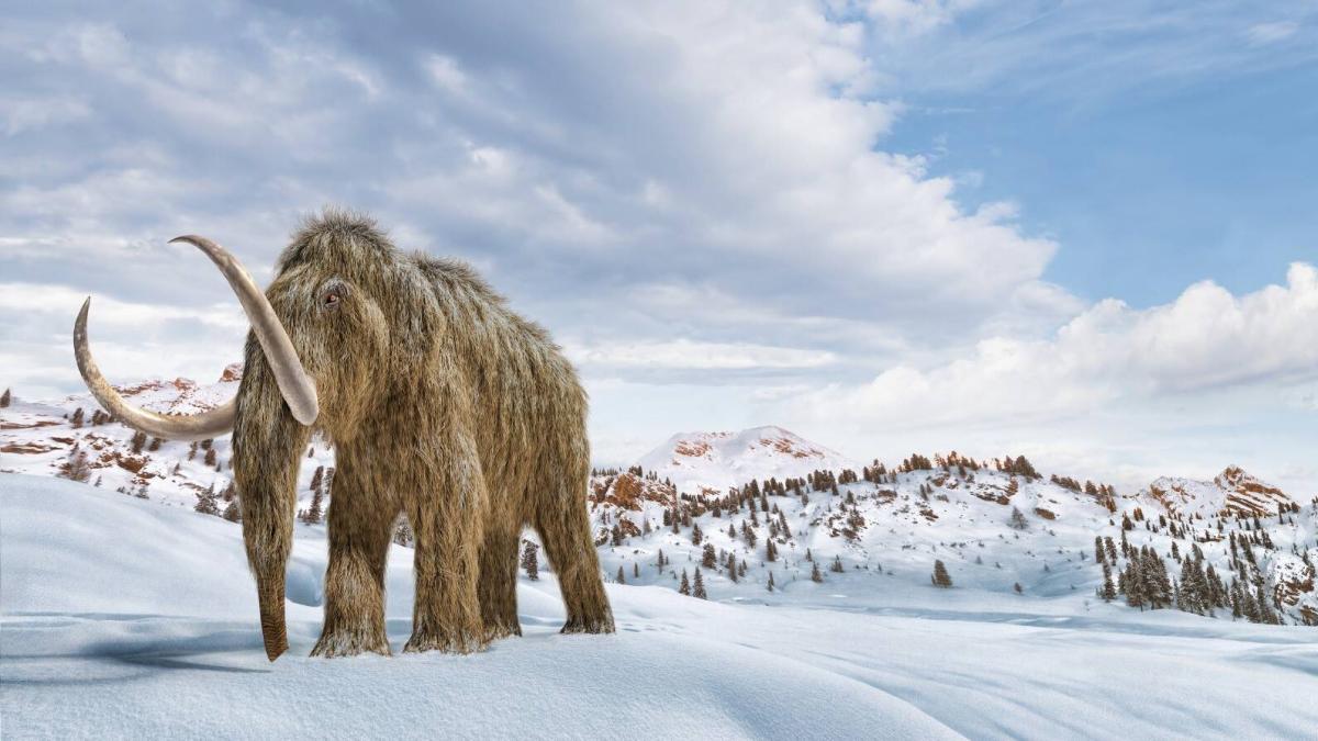 'Fiebre del heno': los científicos revelan una nueva teoría sobre la extinción de los mamuts hace 4.000 años