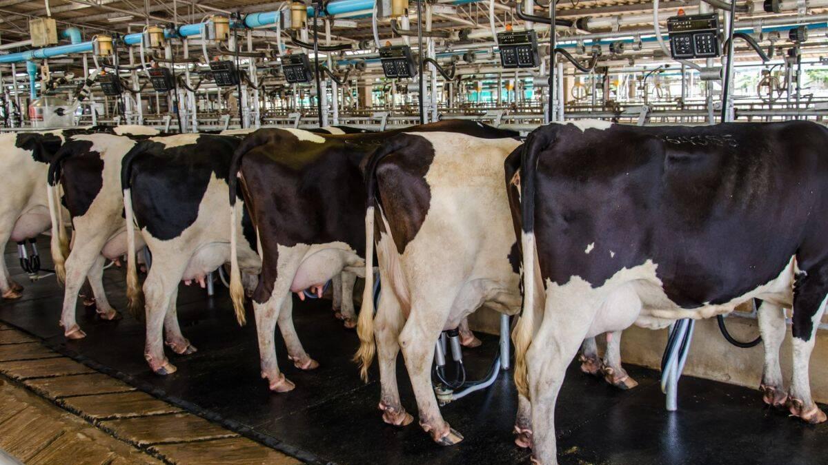 Virus de gripe aviar detectado en leche de vacas infectadas: ¿qué se sabe y qué dice la OMS?