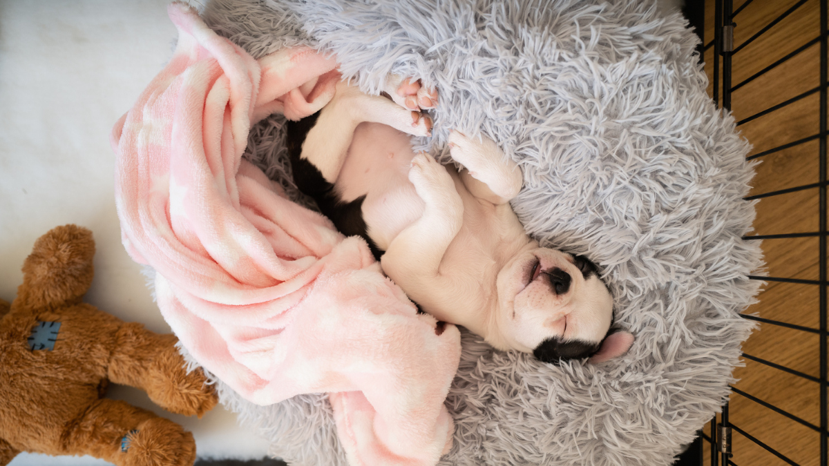 La tecnología se transforma en el aliado perfecto para cuidar a los perros en casa
