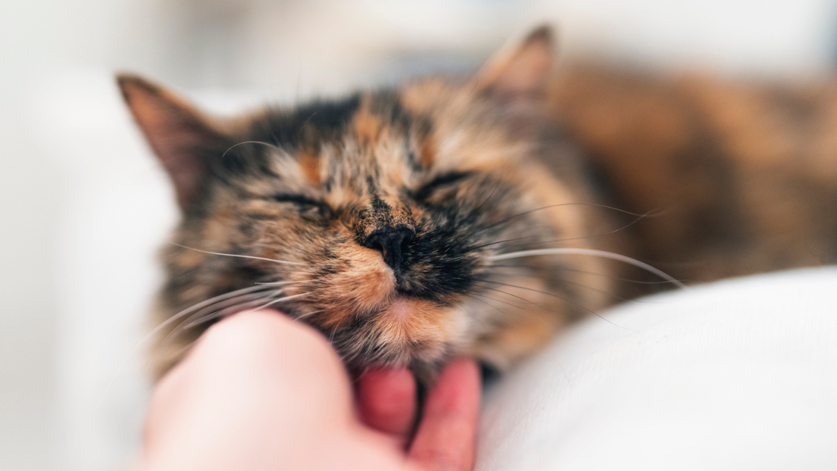 ¿Cuáles son los beneficios del ronroneo de los gatos en la salud humana?