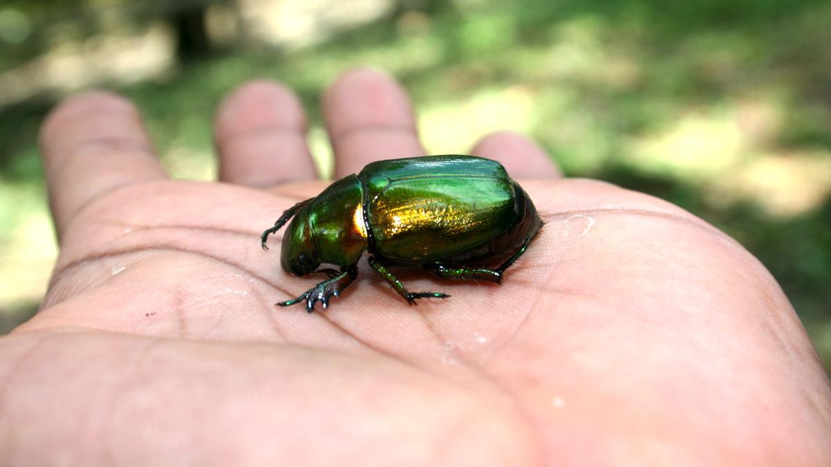 La historia del escarabajo que fue redescubierto después de 111 años