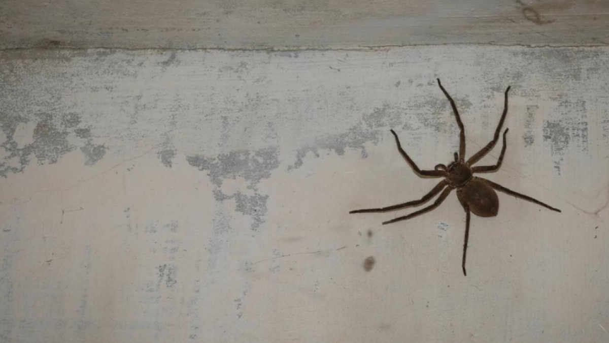 Texas: las venenosas arañas que llegarán con el verano y debe tener cuidado