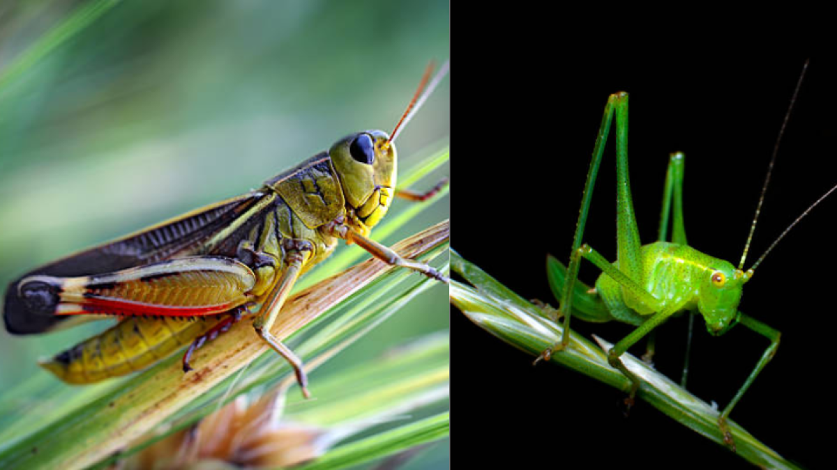 Así es el museo en Palmira que tiene una colección que alberga más de 30 mil insectos