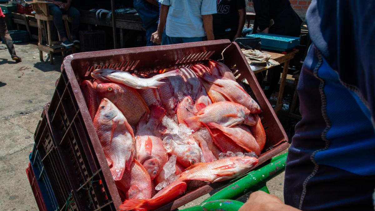 Bogotá: ojo con el pescado de Semana Santa, que no le metan gato por liebre