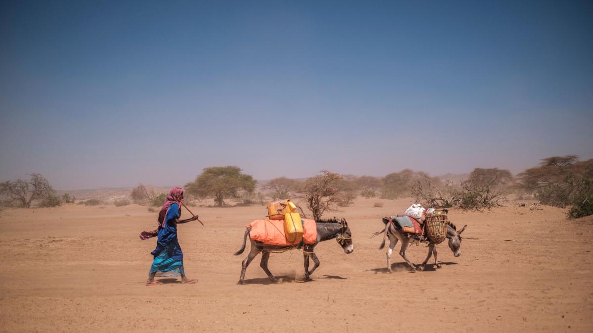 'Burromania in China': Why are Chinese obsessed with donkeys in Africa ...