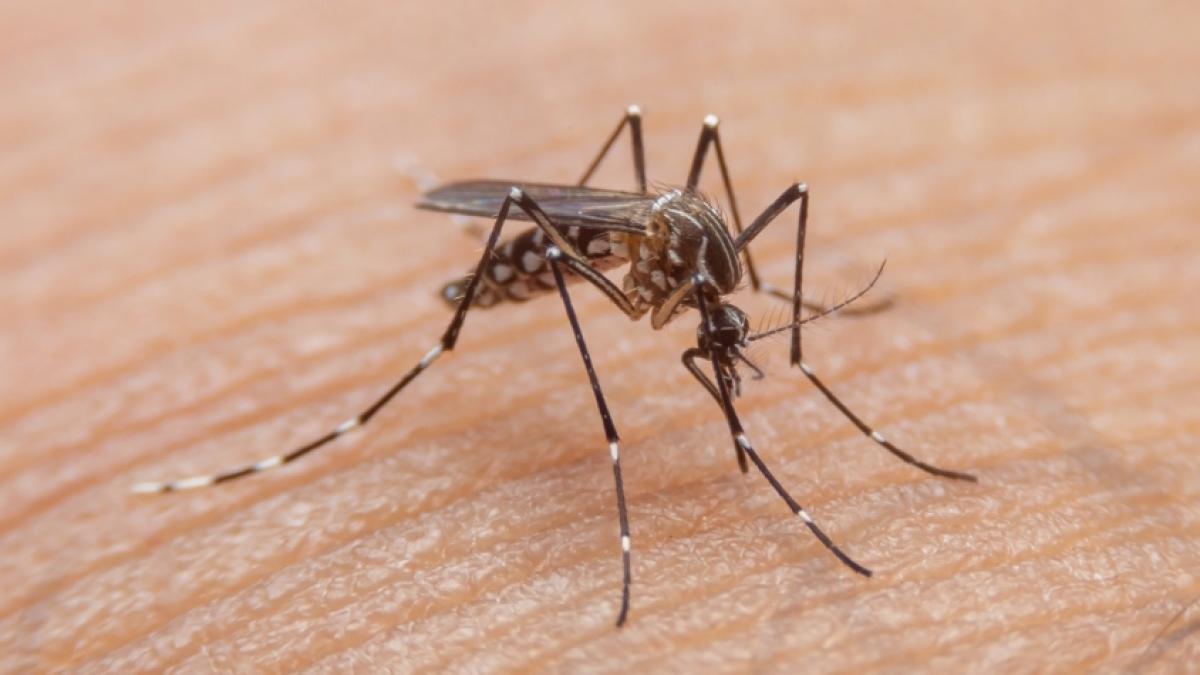 Menor de edad habría fallecido en Bucaramanga tras brote de dengue