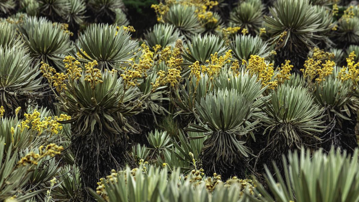 Sumapaz, el mágico imperio de los frailejones