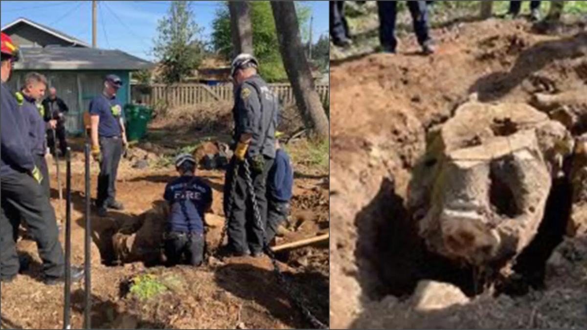 Un hombre de EE. UU. intentaba quitar un tronco de su jardín y murió aplastado