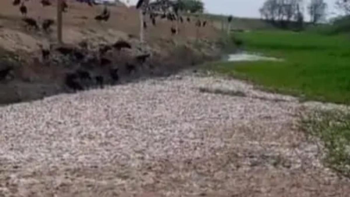La Mojana kanallarında ve Montes de María derelerinde binlerce balık ölüyor