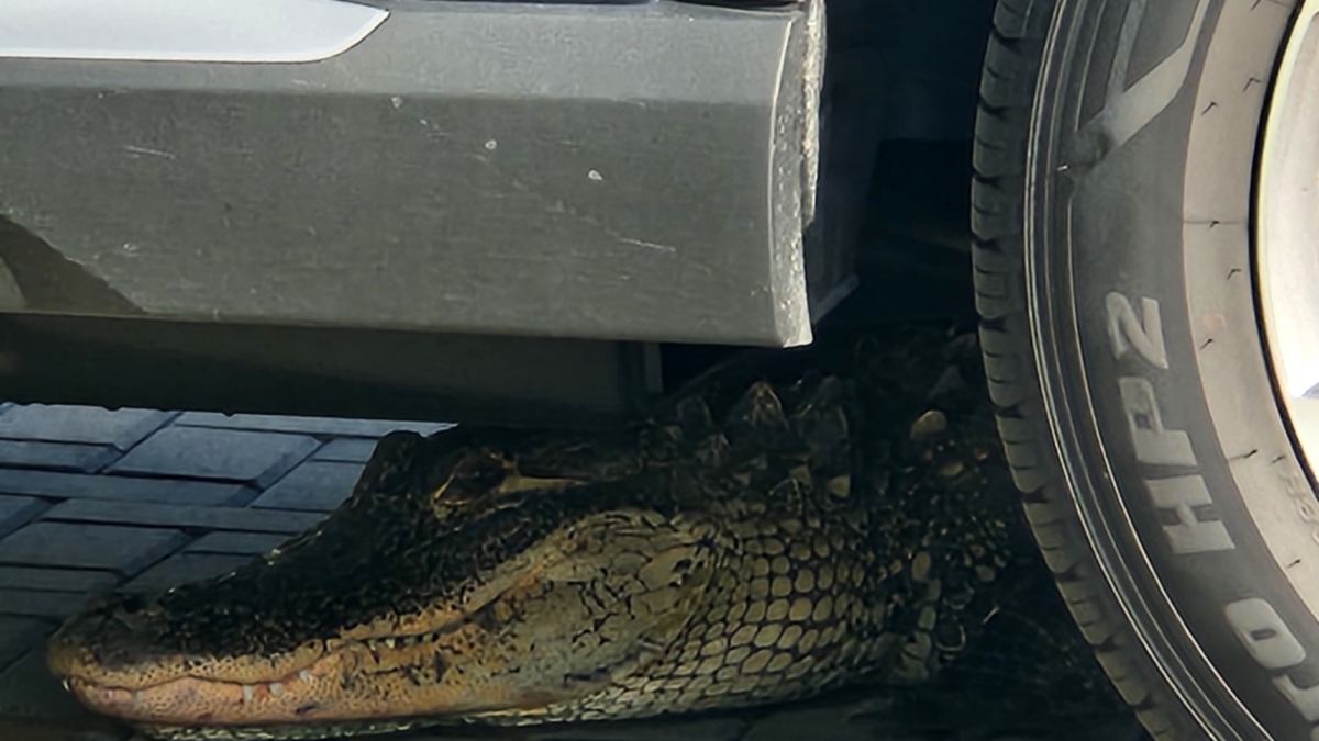 Salía de su casa en Florida, cuando encontró un caimán debajo de su auto y esto pasó