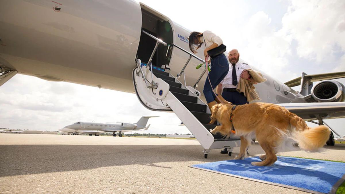 En Nueva York estrenan aerolínea con vuelos VIP para perros: precio y rutas