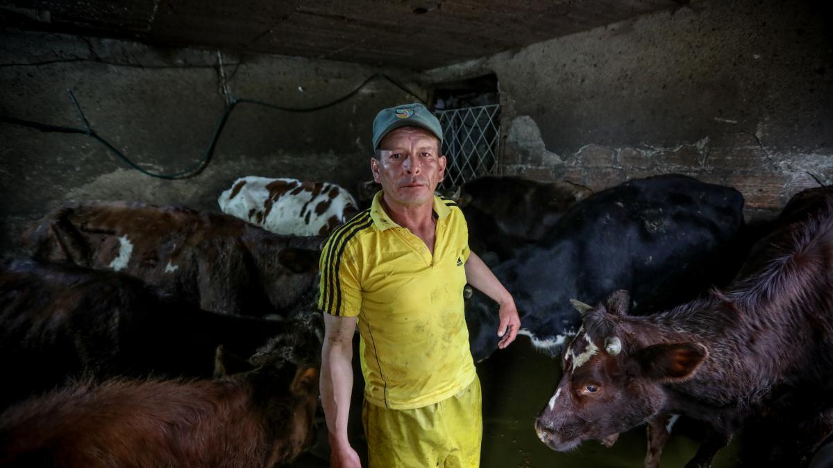 La familia de Bogotá con 29 vacas en una encrucijada: ‘No tenemos intención de deshacernos de ellas’