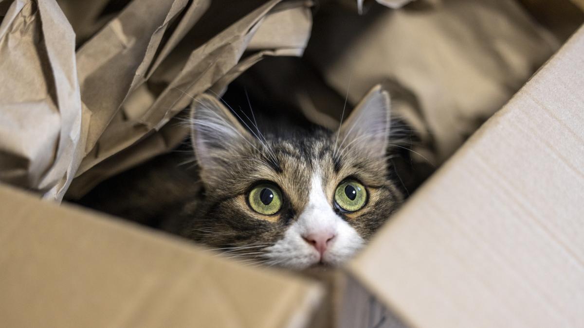 De película: gato de Utah se escondió en una caja de paquetería y terminó en California